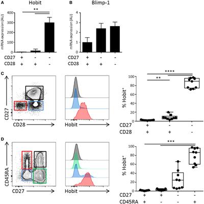 The Transcription Factor Hobit Identifies Human Cytotoxic CD4+ T Cells